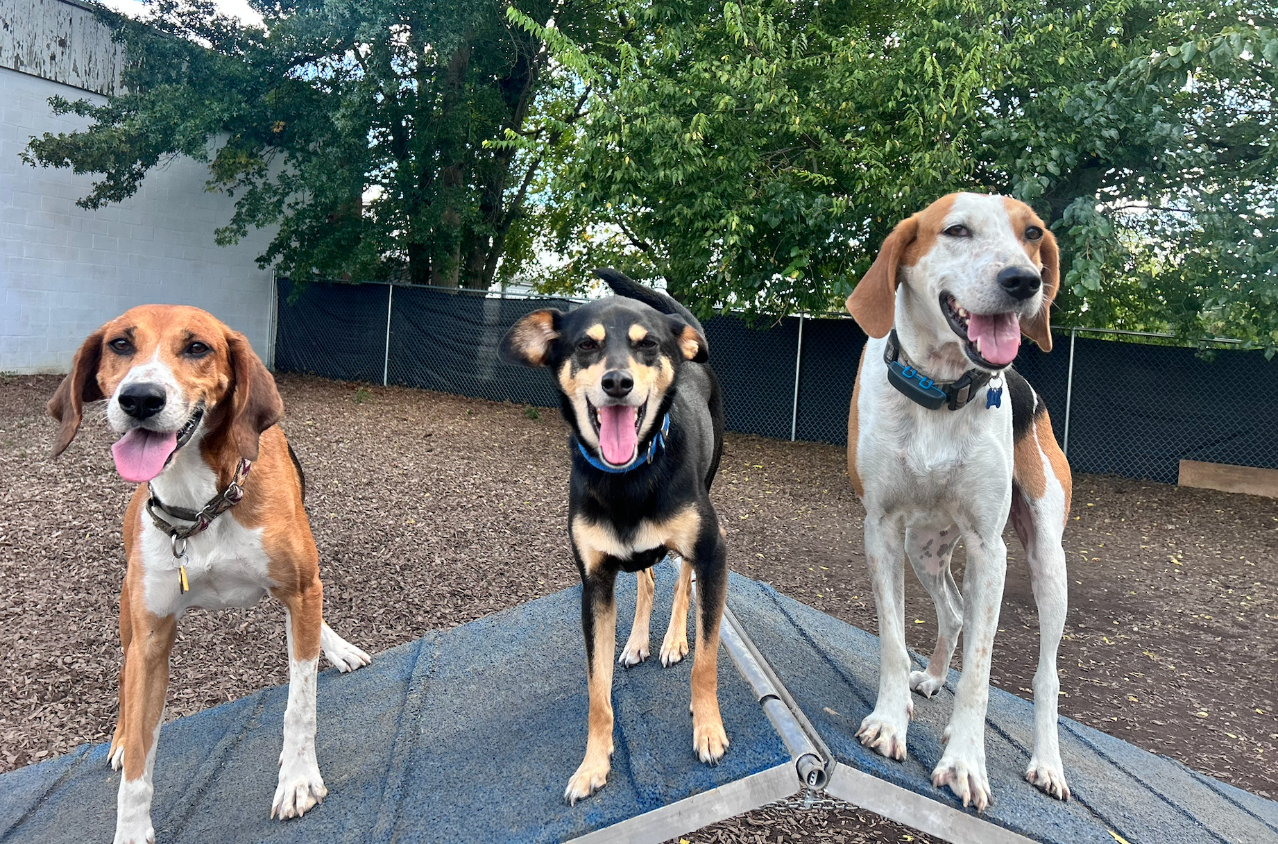 Dogs at daycare