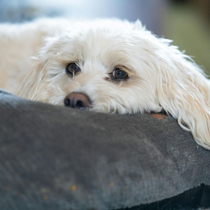 small dog resting in a bed 