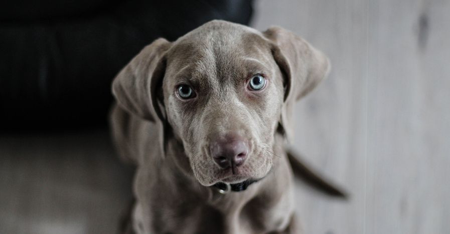 Featured Image_4Boarding.jpg