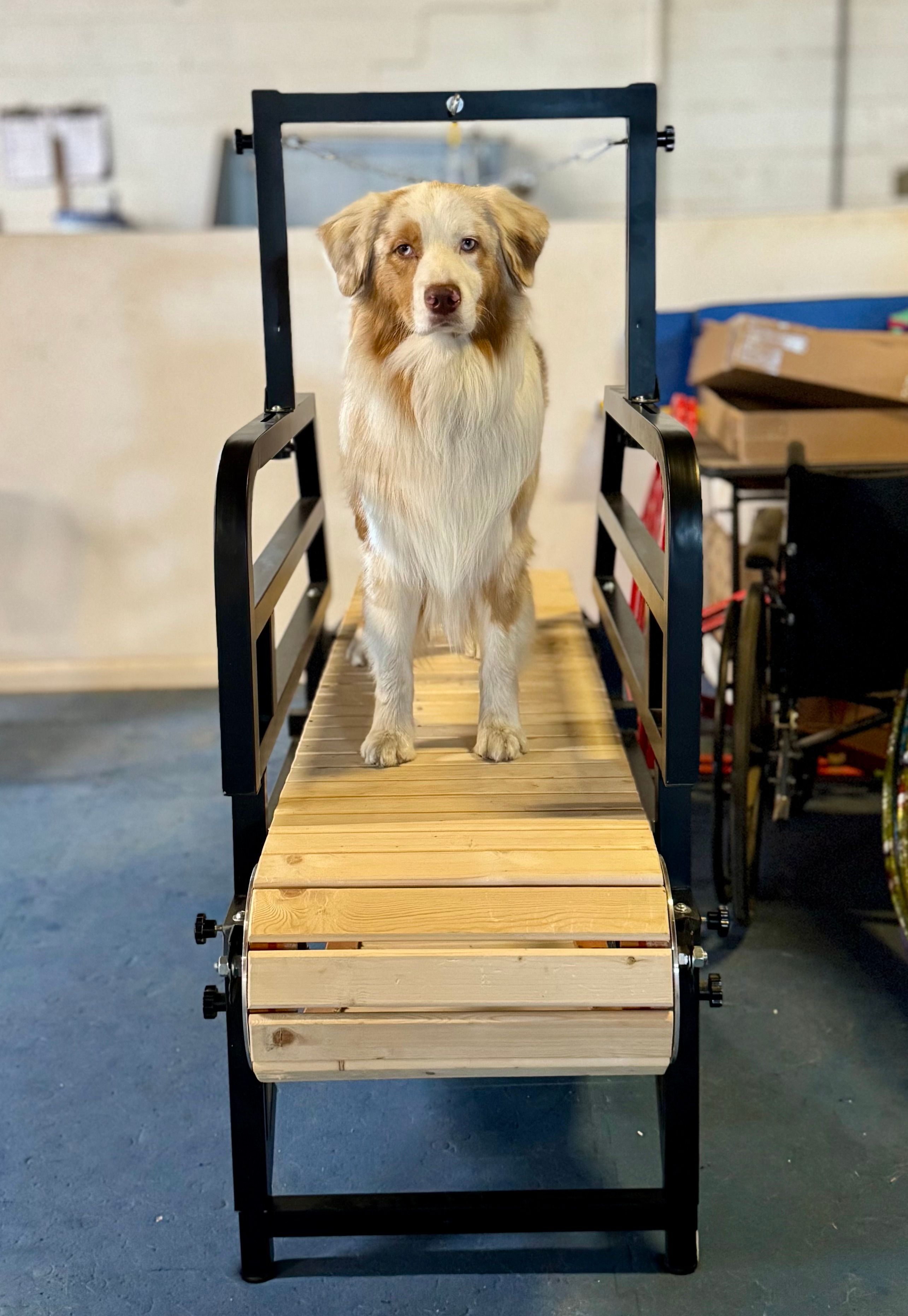 Dogs at daycare
