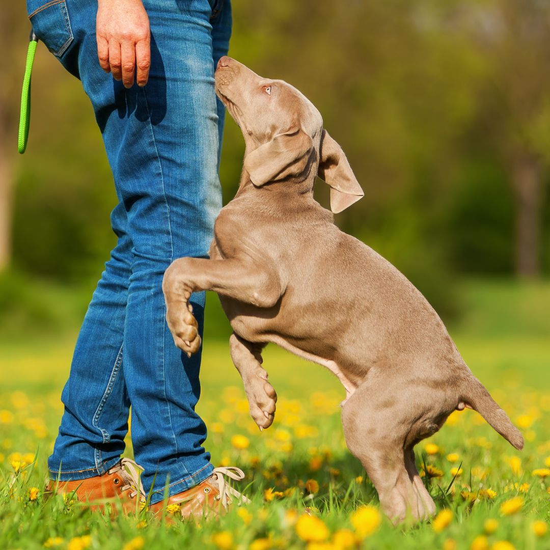 puppy jumping up