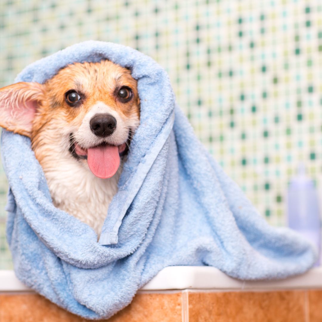 dog drying off in towel