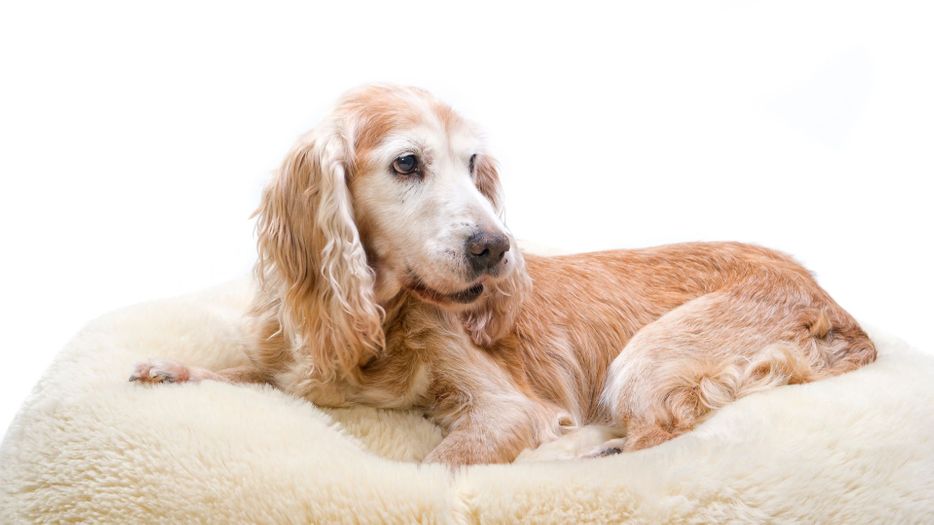 Old dog sits on soft dog bed