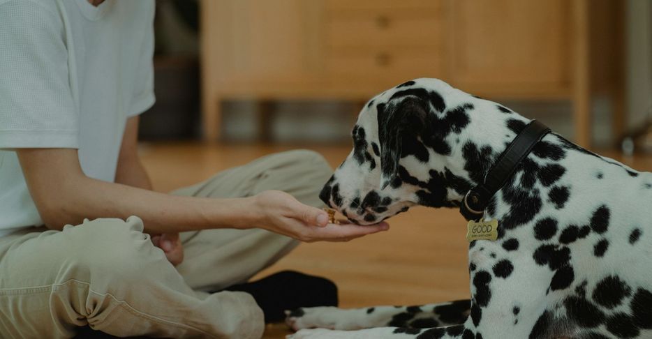 dog eating treat from hand dog eating treat from hand