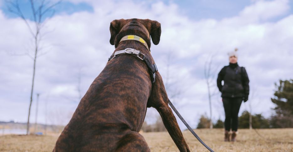 dog sitting looking at trainer 