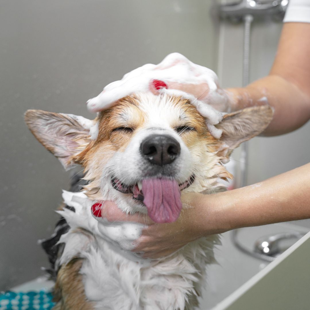 Corgi being bathed. 