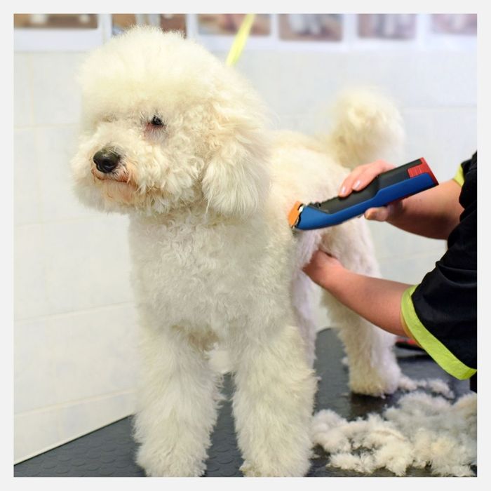 shaving a dog