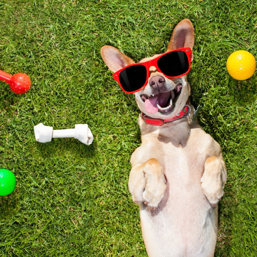 Dog with tongue out wears sunglasses and lays in grass surrounded by a treat and toys