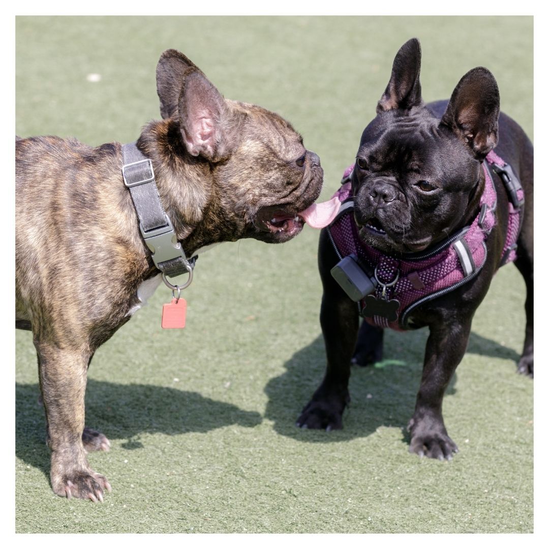 Frenchies smelling each other 