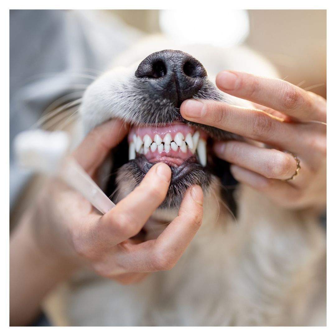 checking dog teeth