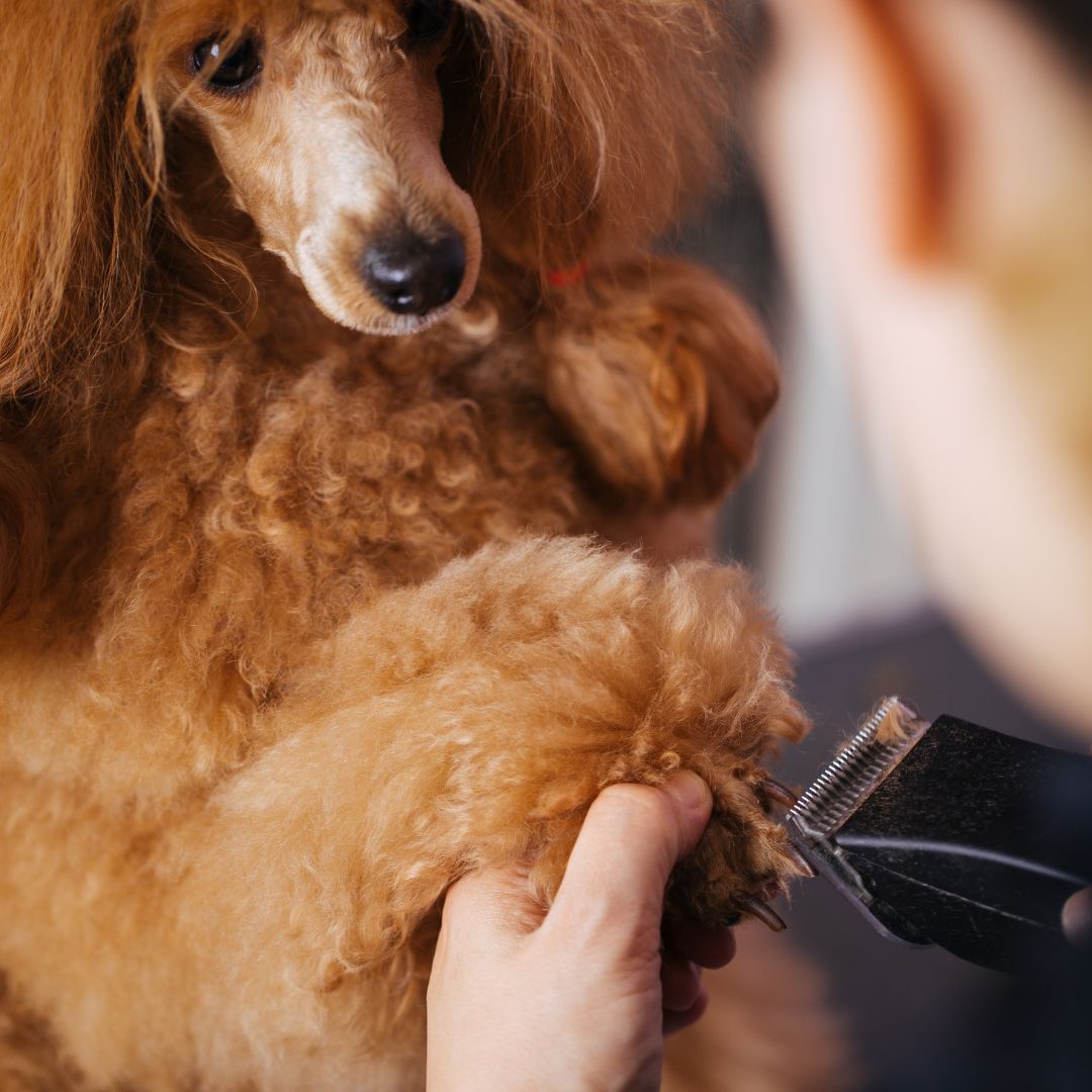 dog getting fur trimmed