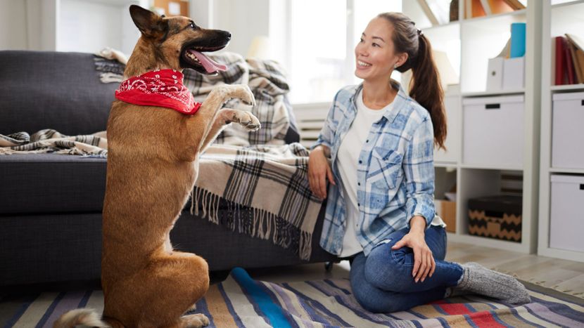 M37438 - A Guide To The Different Kinds Of Training for Dogs We Offer Hero Image.jpg