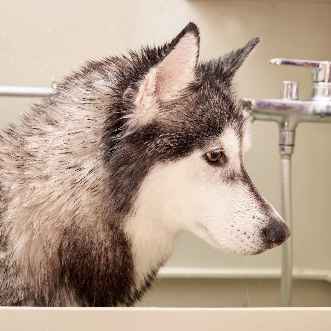 husky in bath tub 