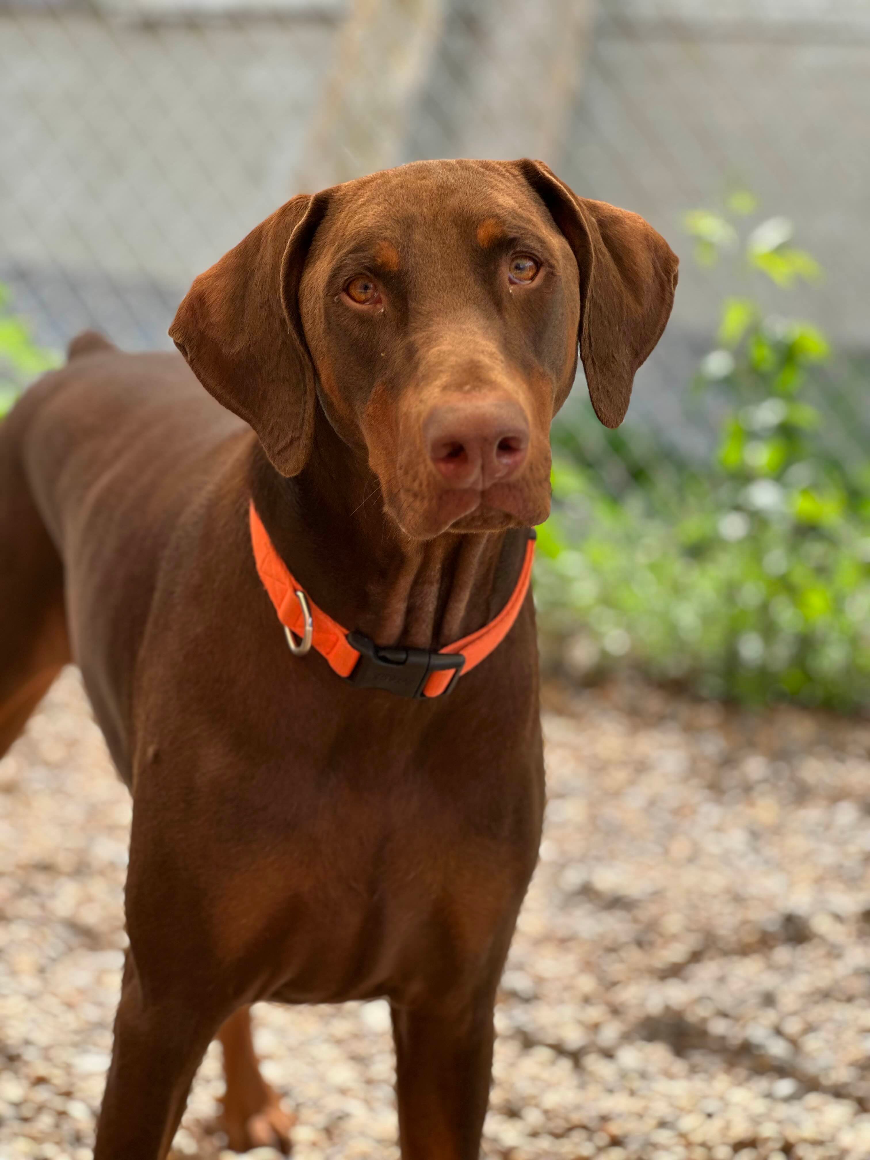 Dogs at daycare