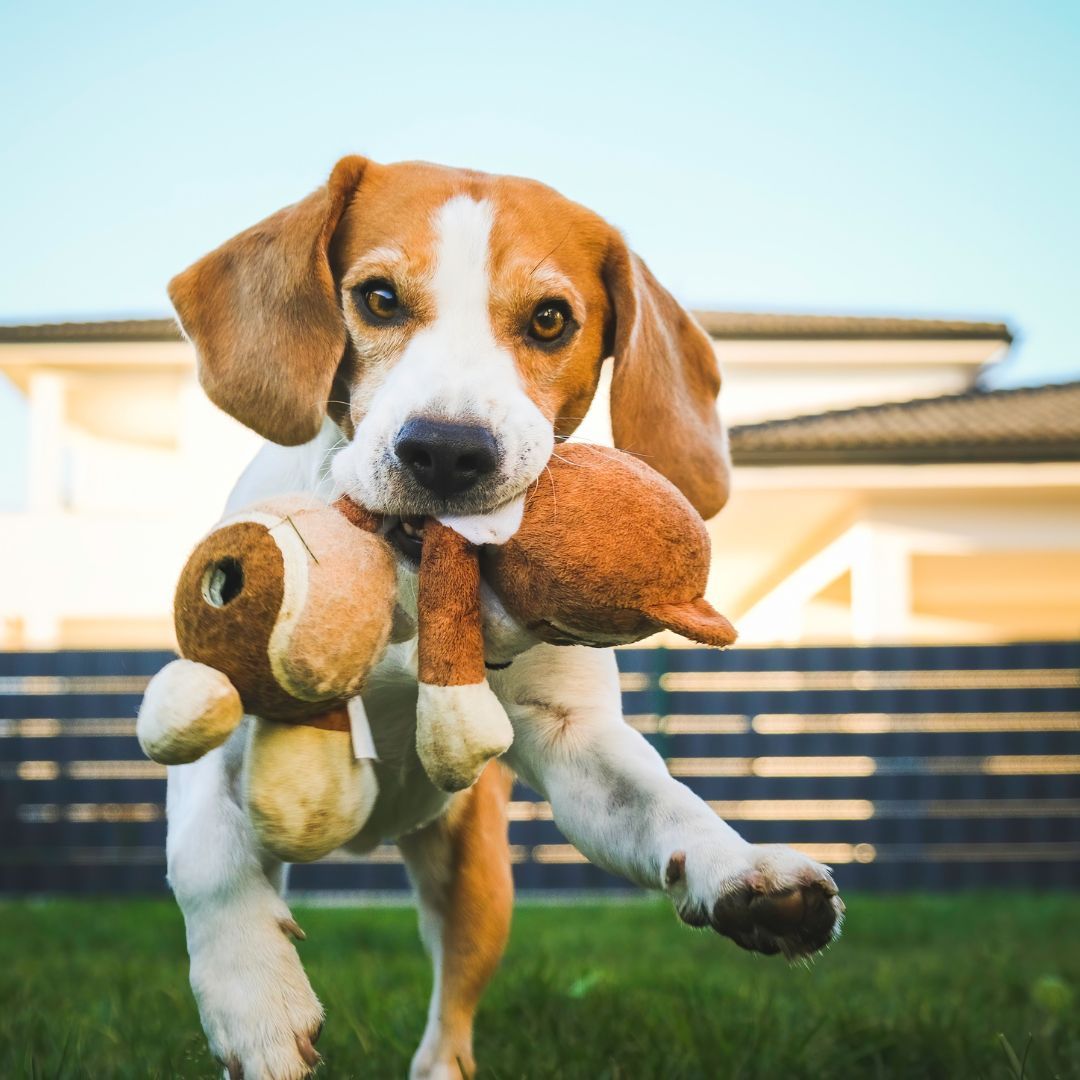 puppy with their favorite toy 