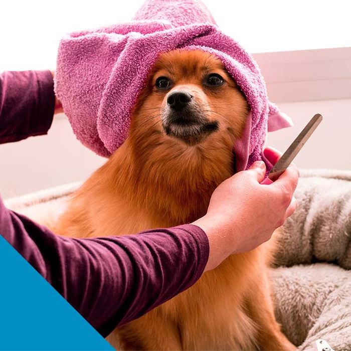 dog with towel on head being groomed