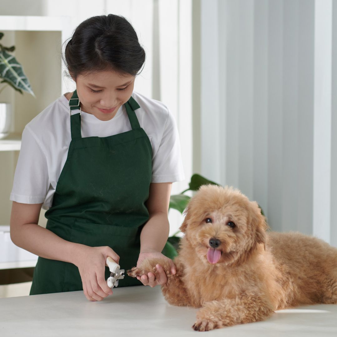 groomer doing nail trim on puppy