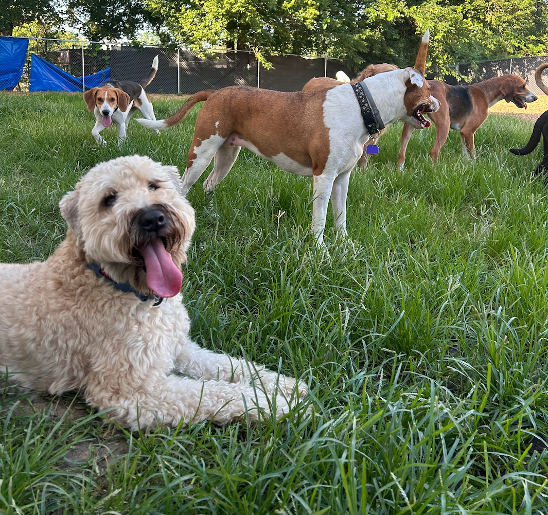 Dogs enjoying daycare