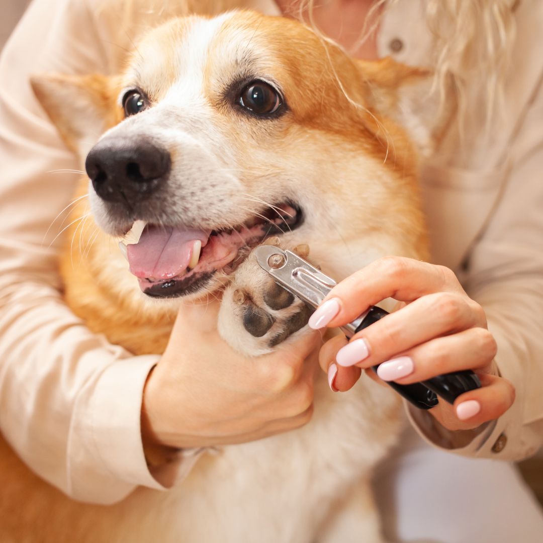 Corgi getting a nail trim