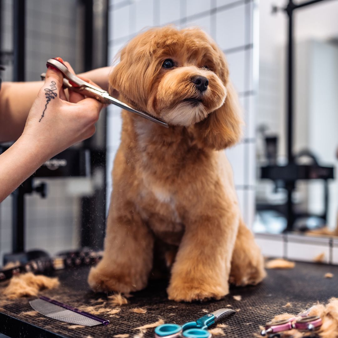Dog being professionally groomed. 