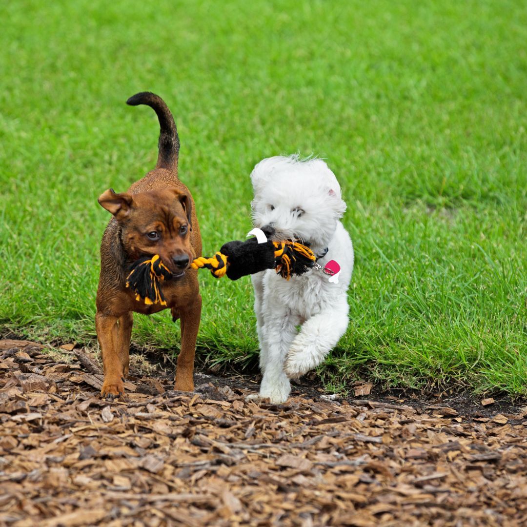 puppies playing