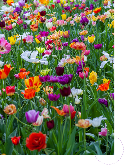 Tulips of all colors
