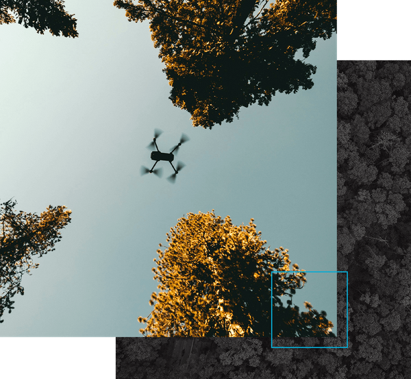 drone flying high in between trees
