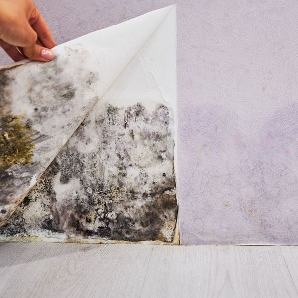 Mold behind wallpaper.