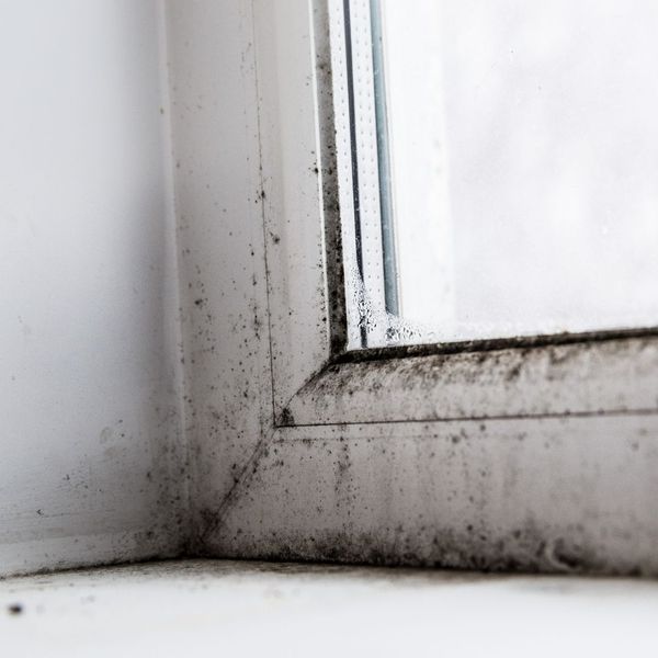 mold growth within corner of wall and window