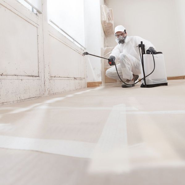 professional mold remediation