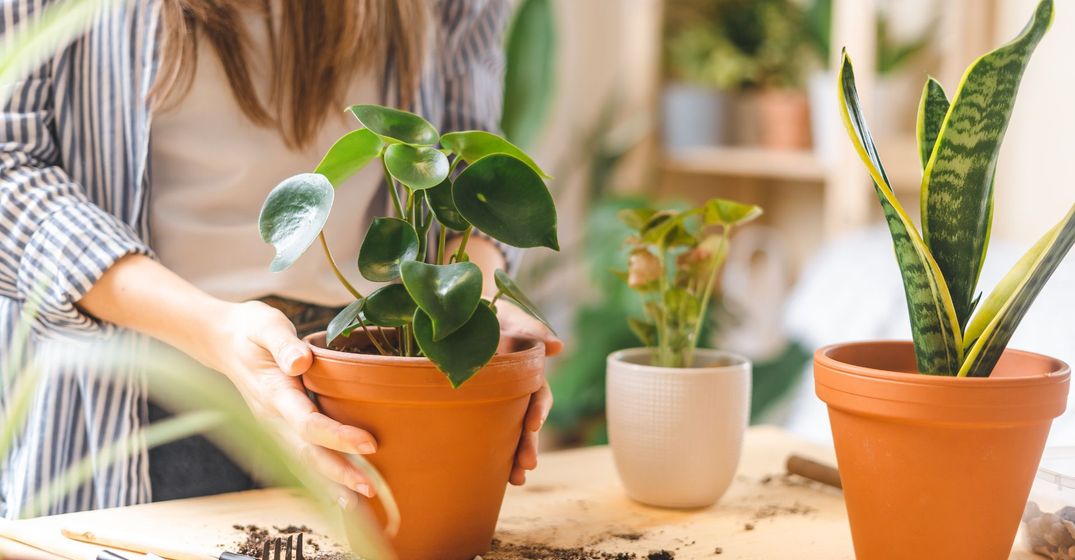 M38716 - Blitz Hero - March 2024 - Apartment-Friendly Indoor Gardening Bringing Nature into Your Living Space.jpg