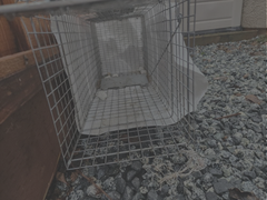 Live Animal Extraction