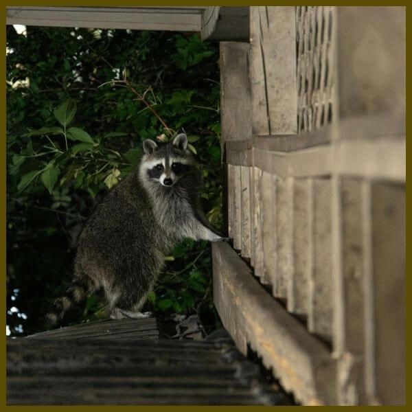raccoon on deck