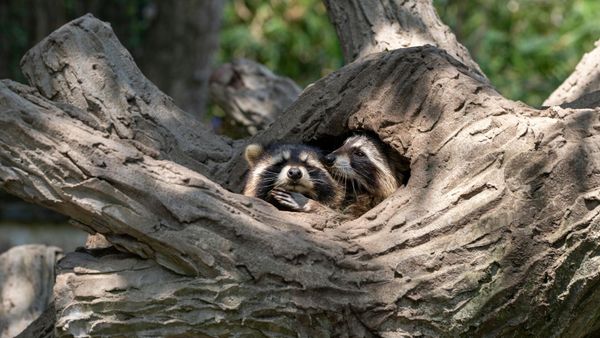 Two raccoons in tree