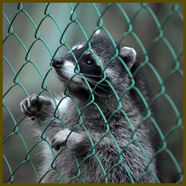 raccoon behind a fence