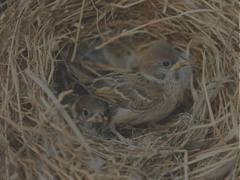 Bird's nest with babies