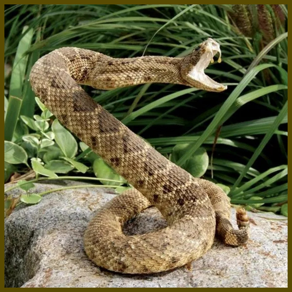 taxidermied rattlesnake poised to strike