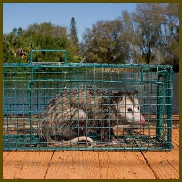 opossum in a cage