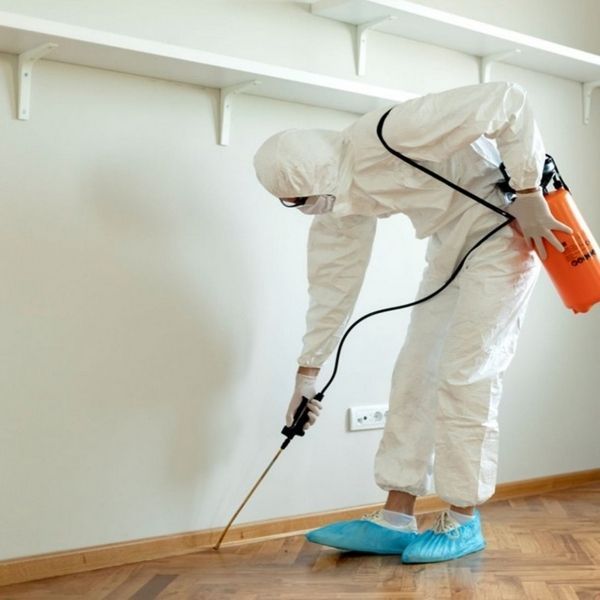 Pest Clean Up Image 1 - New.jpg