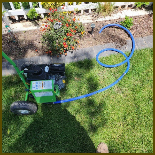 Pest removal services in yard