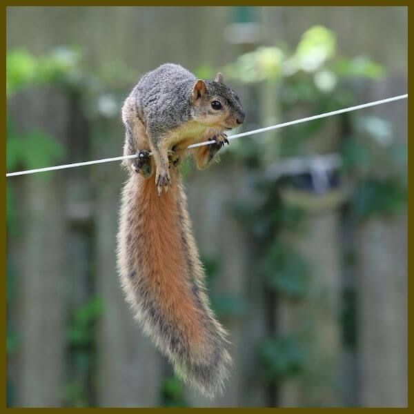 squirrel on clothesline