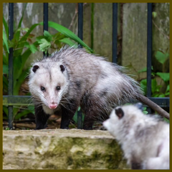 Two possum's in a residential backyard