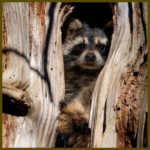 raccoon in tree