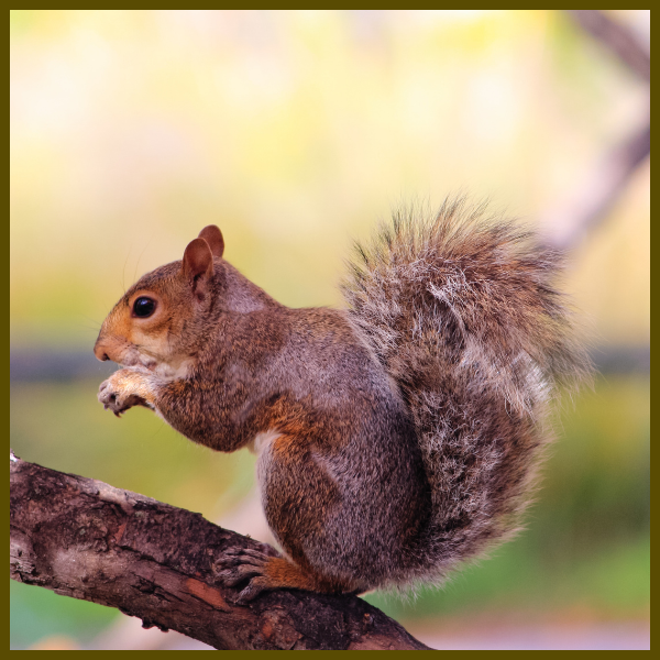 Squirrel on tree branch