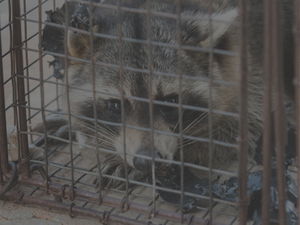 Raccoon in trap