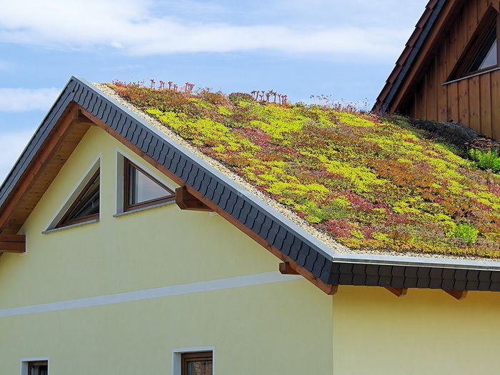 moss roof