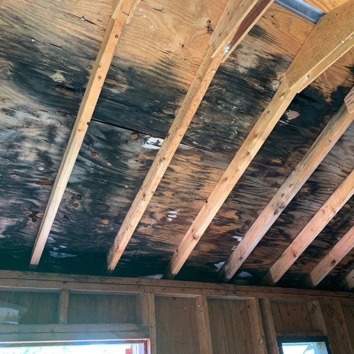 mold on wooden ceiling
