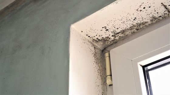 M31015 - Blitz - What Are Four Ways to Check for Mold in Your House - Featured Image.jpg