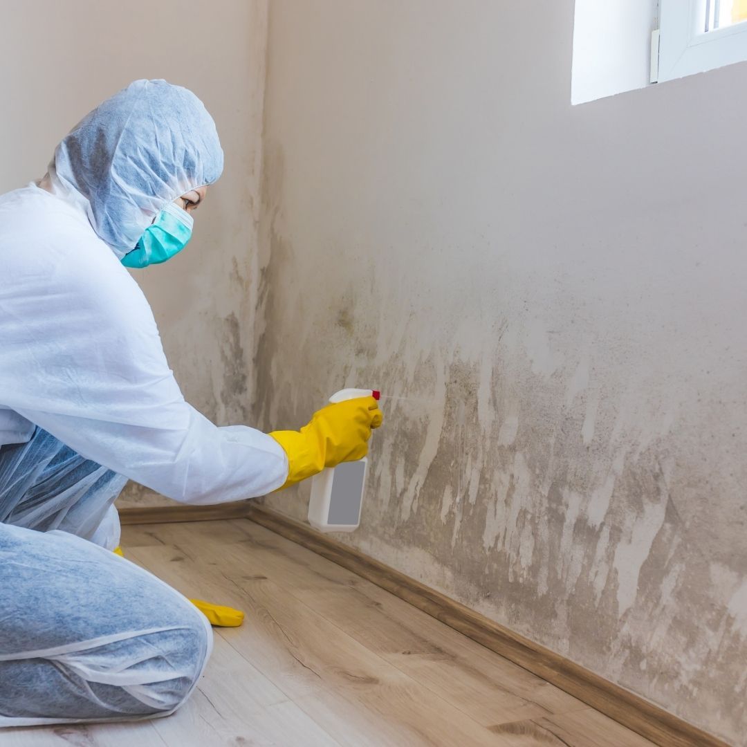 professional mold removal