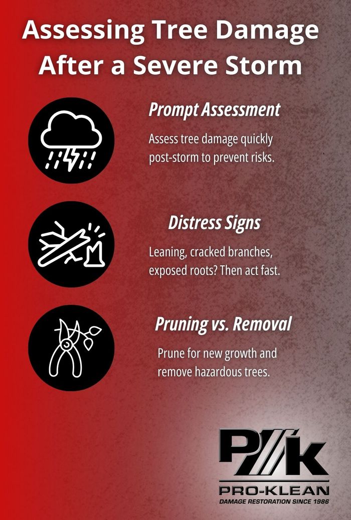 Assessing Tree Damage After a Severe Storm.jpg